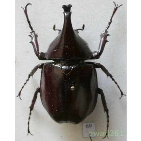 Xylotrupes gideon Linnaeus, 1767 Thailand 56mm69